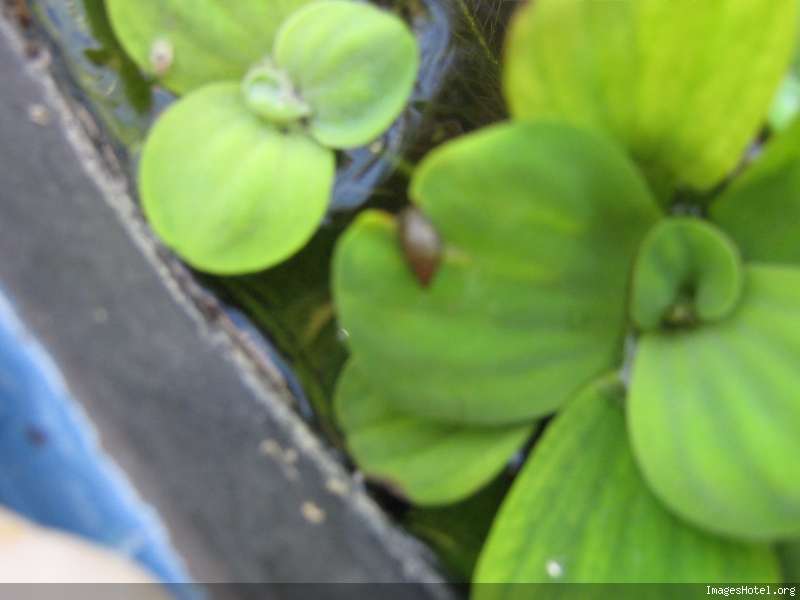 Image Image