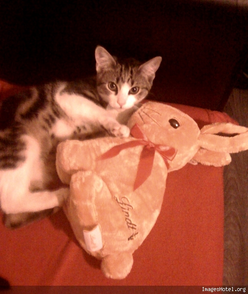peluche pour chaton