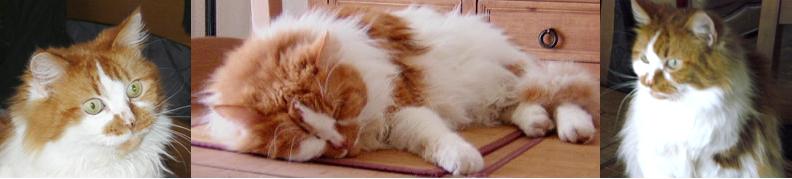 FIV des chats