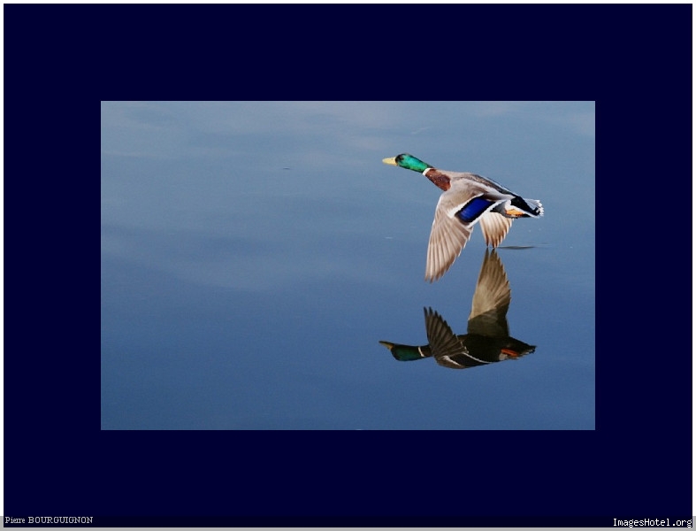 Canard colvert (Anas plantyrhynchos) par Pierre BOURGUIGNON, photographe animalier, Belgique