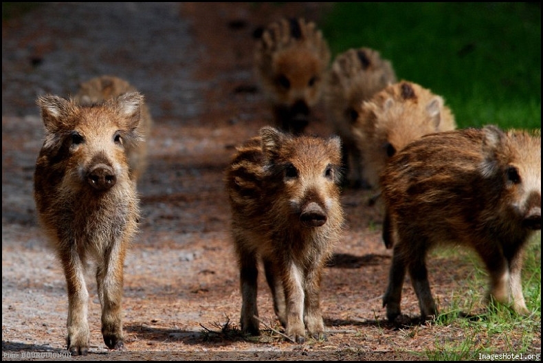 Marcassins (sus scrofa) par Pierre BOURGUIGNON, photographe animalier, Belgique
