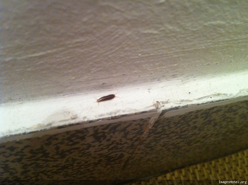 Insecte rampant la nuit dans les toilettes