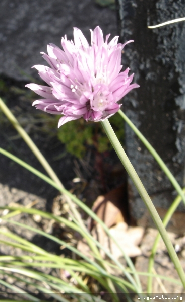 Fleur de l'Ail sauvage