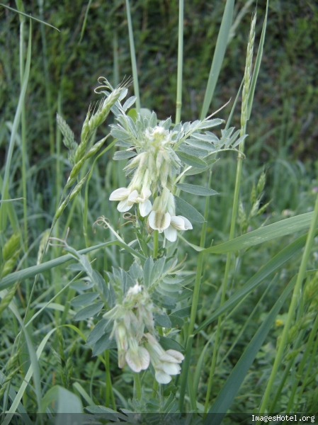 Papilionacée blanche