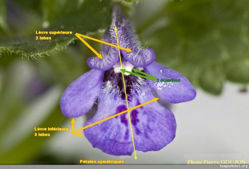 Détail fleur de face