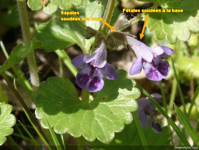Détail de fleurs prises de côté