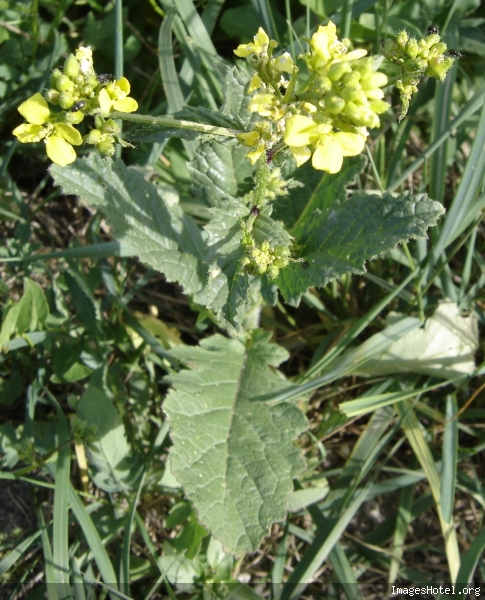 photo d'un sujet voisin, avant le prélèvement
