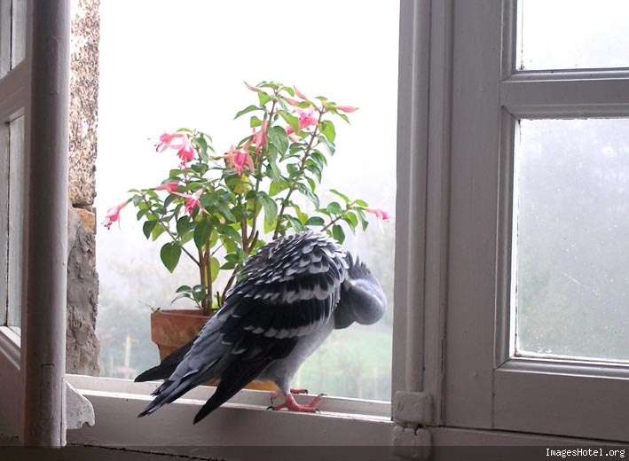 http://www.imageshotel.org/images/bruicoleur/pigeonfentresalon2.jpg