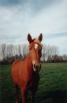 echec scolaire, TS,cheval,equitation