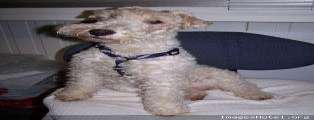 chien dominant