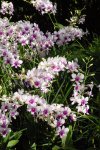 mariage,photos,repas,fleurs,cadeaux
