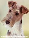 FOX TERRIER A POIL DUR