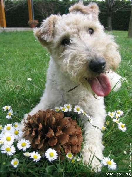 Les voeux de Pepsy fox terrier a poil dur
