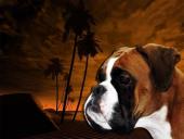 chien qui ne mange pas