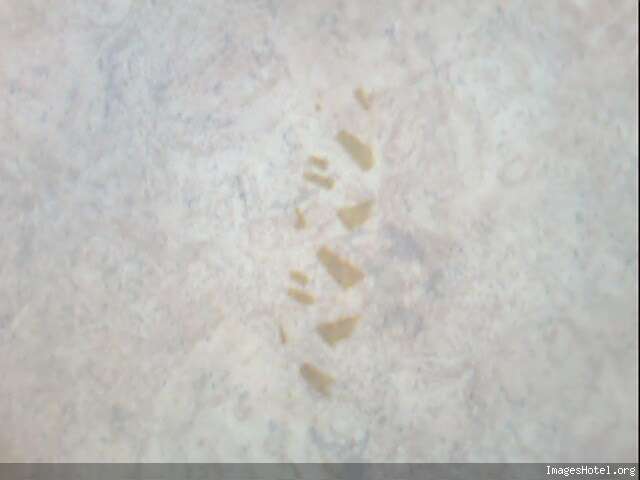 Traces De Pneus Sur Sols Plastiques Velo Vert Le Vtt Tout Le Vtt