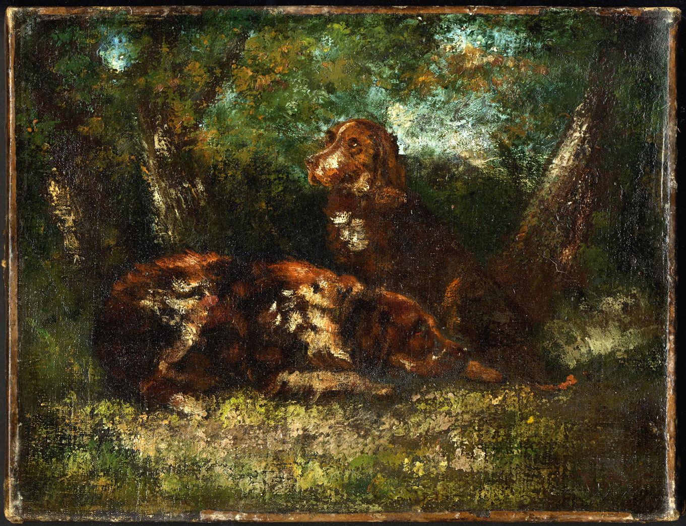 rencontres animalières en forêt de fontainebleau