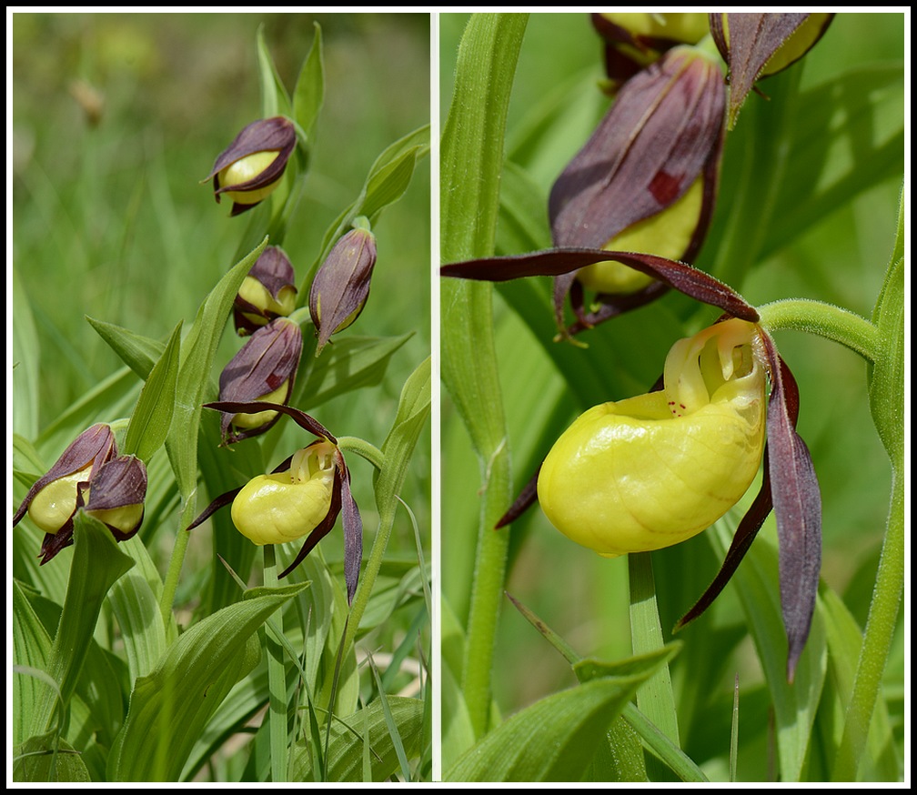 cypripedium floraison ???une semaine plus tard 005_2