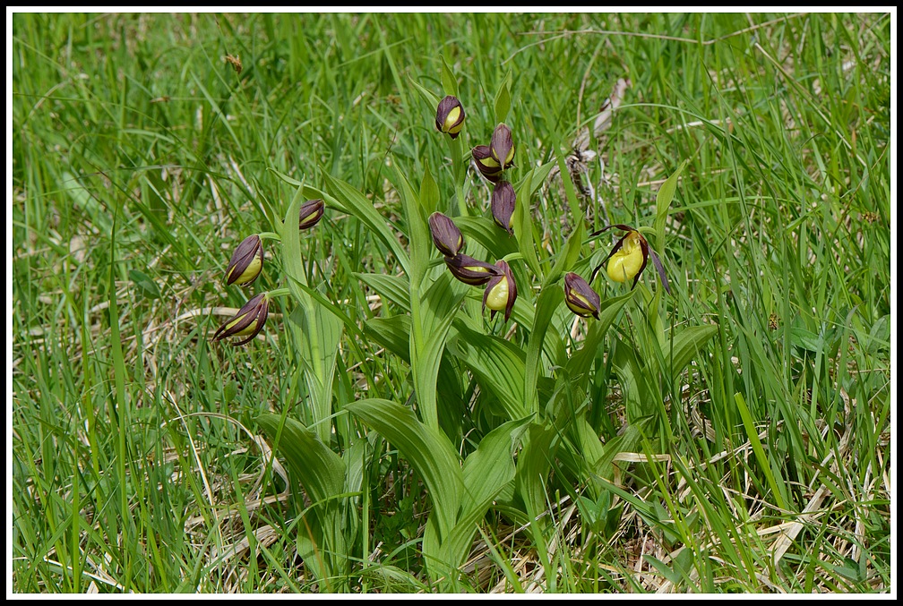 cypripedium floraison ???une semaine plus tard 018_1