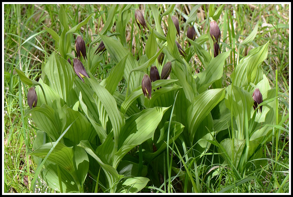 cypripedium floraison ???une semaine plus tard 019