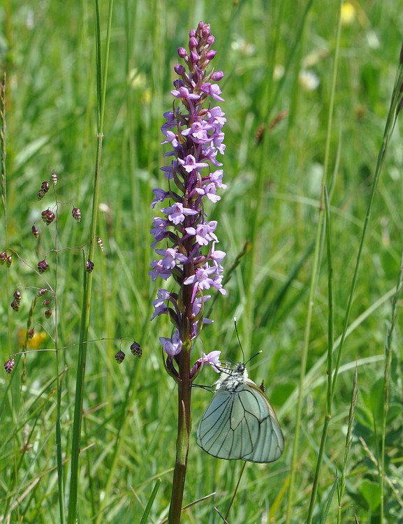 orchidees et papillons - Page 7 05202011apremontthuile20