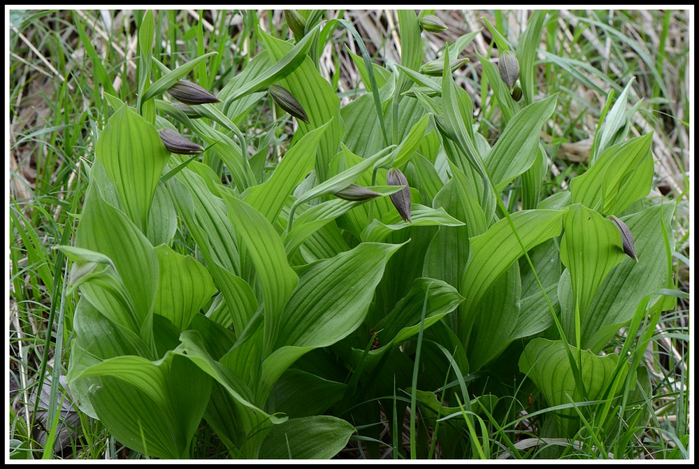 cypripedium floraison ???une semaine plus tard 100_43