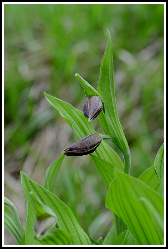 cypripedium floraison ???une semaine plus tard 102
