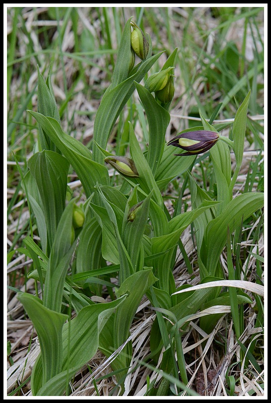 cypripedium floraison ???une semaine plus tard 108