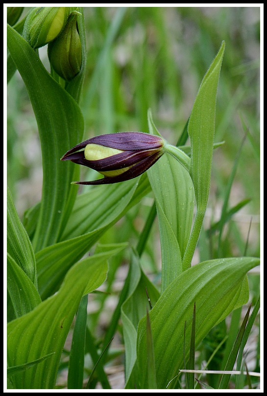 cypripedium floraison ???une semaine plus tard 116