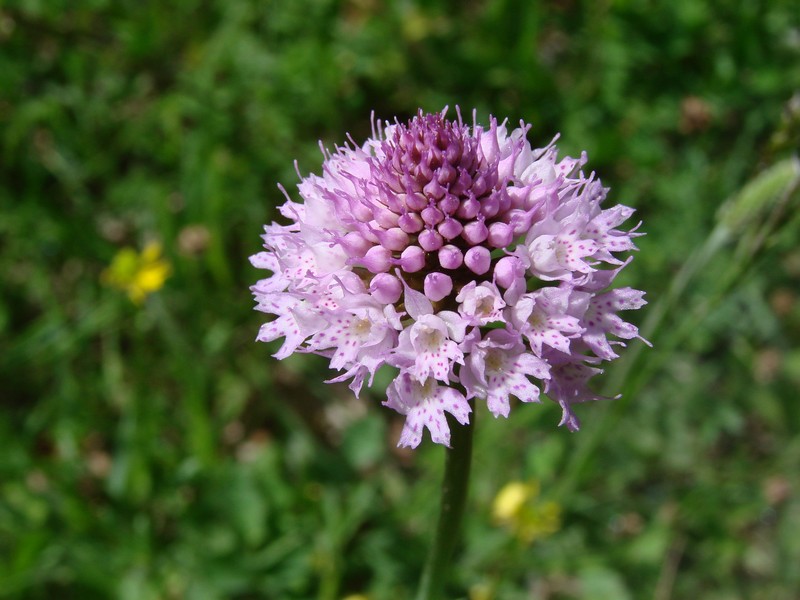 Traunsteinera globosa ( Orchis globuleux ) Dsc02074