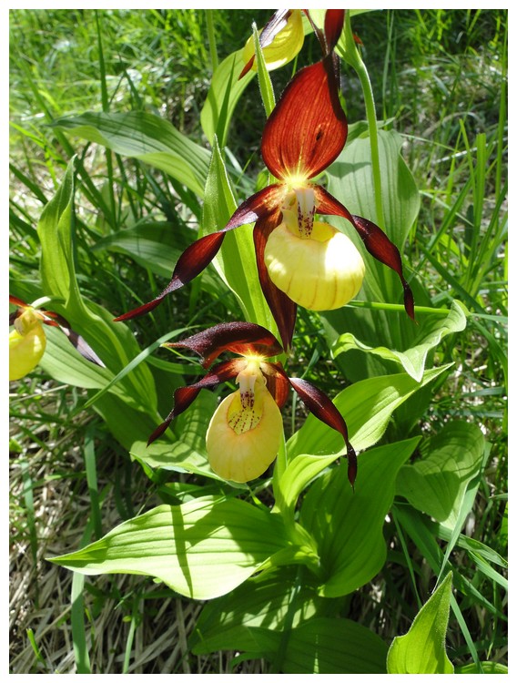 lusus chez cypripedium Dsc03386