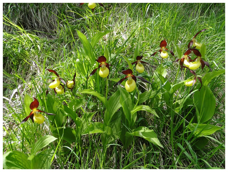 lusus chez cypripedium Dsc03391_1