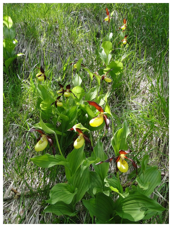 lusus chez cypripedium Dsc03394