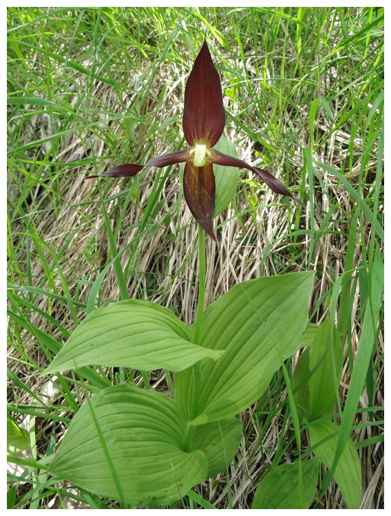 lusus chez cypripedium Dsc03425_1