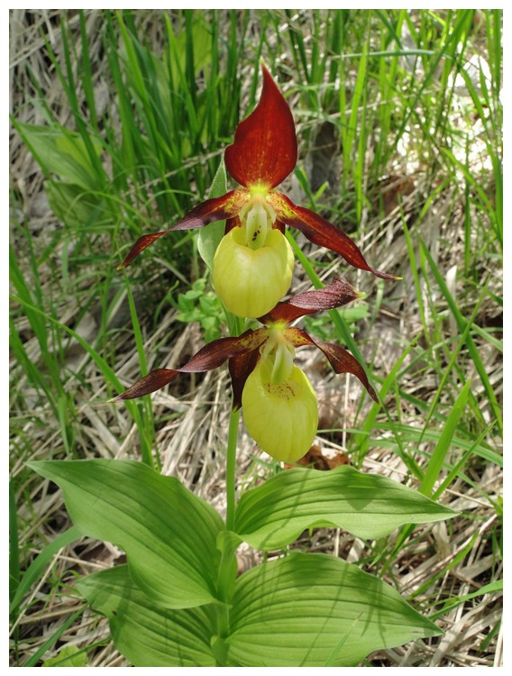 lusus chez cypripedium Dsc03472_1