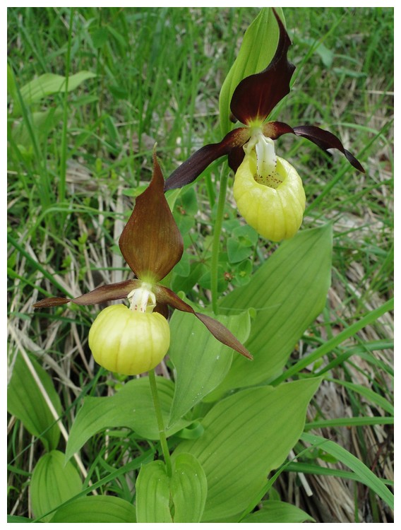 lusus chez cypripedium Dsc03475