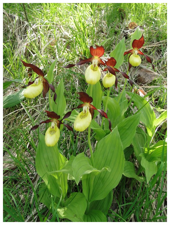 lusus chez cypripedium Dsc03497