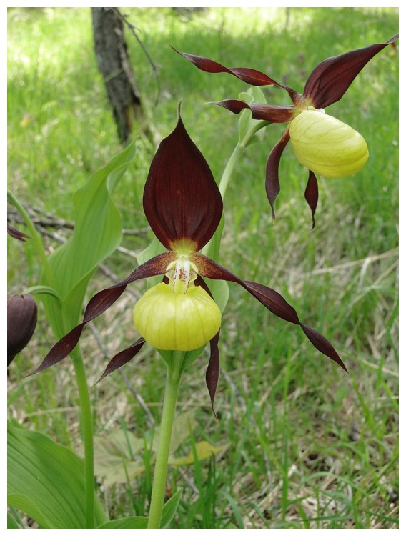 lusus chez cypripedium Dsc03550