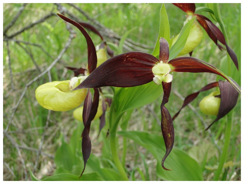 lusus chez cypripedium Dsc03554