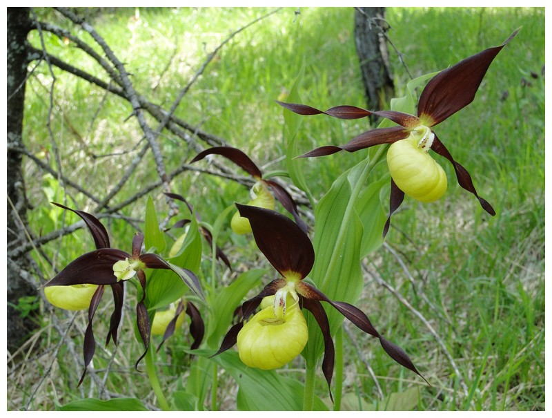 lusus chez cypripedium Dsc03578