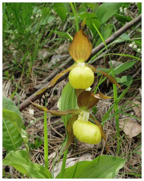 lusus chez cypripedium Dsc03602