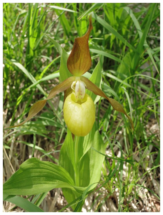 lusus chez cypripedium Dsc03624
