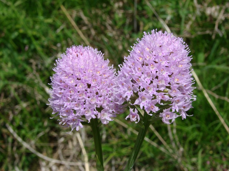 Traunsteinera globosa ( Orchis globuleux ) Dsc08718