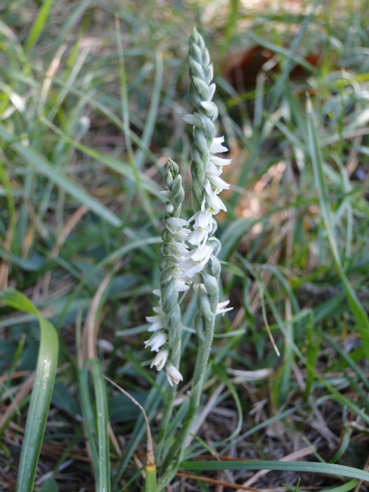 Spiranthes spiralis ( Spiranthe d'automne ) Dsc09024
