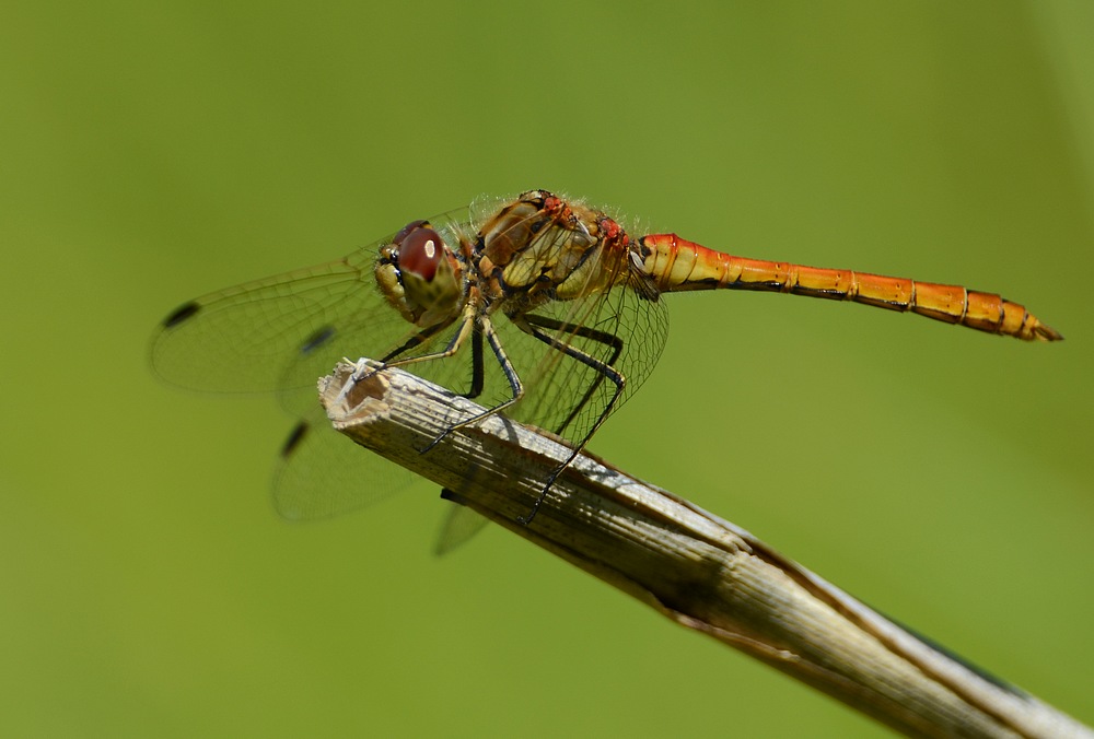 Image montaimontcroixdefer074