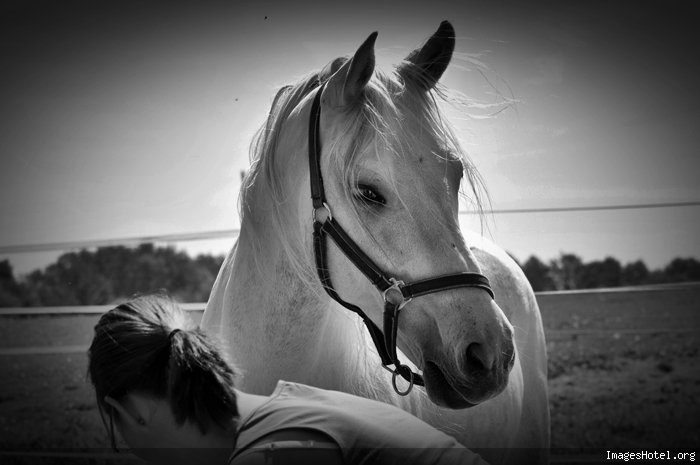 Forum Les chevaux hispano-arabe 