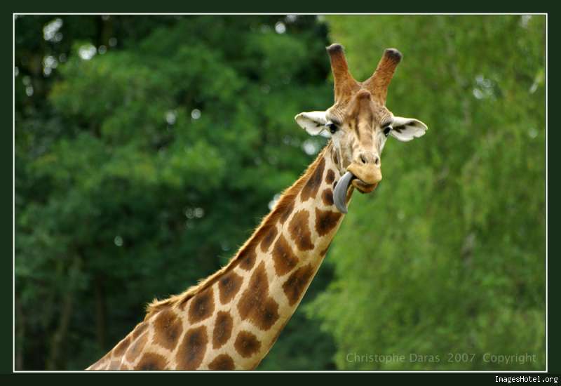 http://www.imageshotel.org/images/lefunambule/girafe.jpg