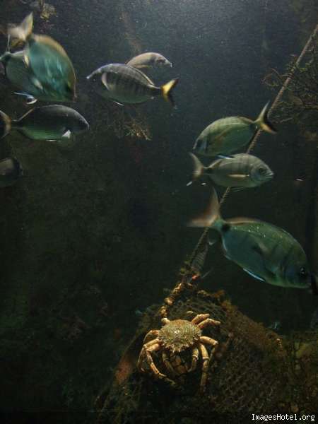 http://www.imageshotel.org/images/marcsaub/aquarium044.jpg