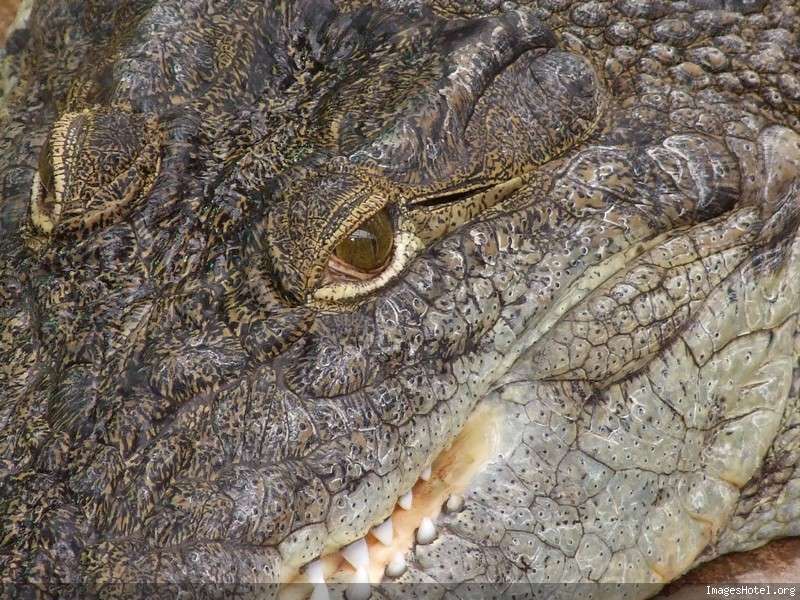 http://www.imageshotel.org/images/marcsaub/croco166.jpg