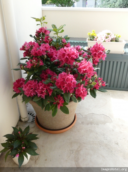 comment planter rhododendron en pot