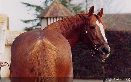 Cheval passion